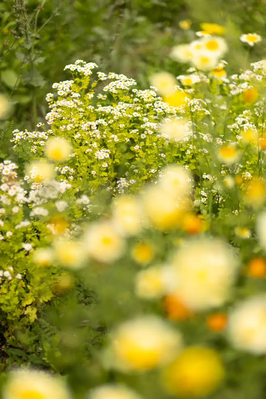 Beete im Morgenlicht