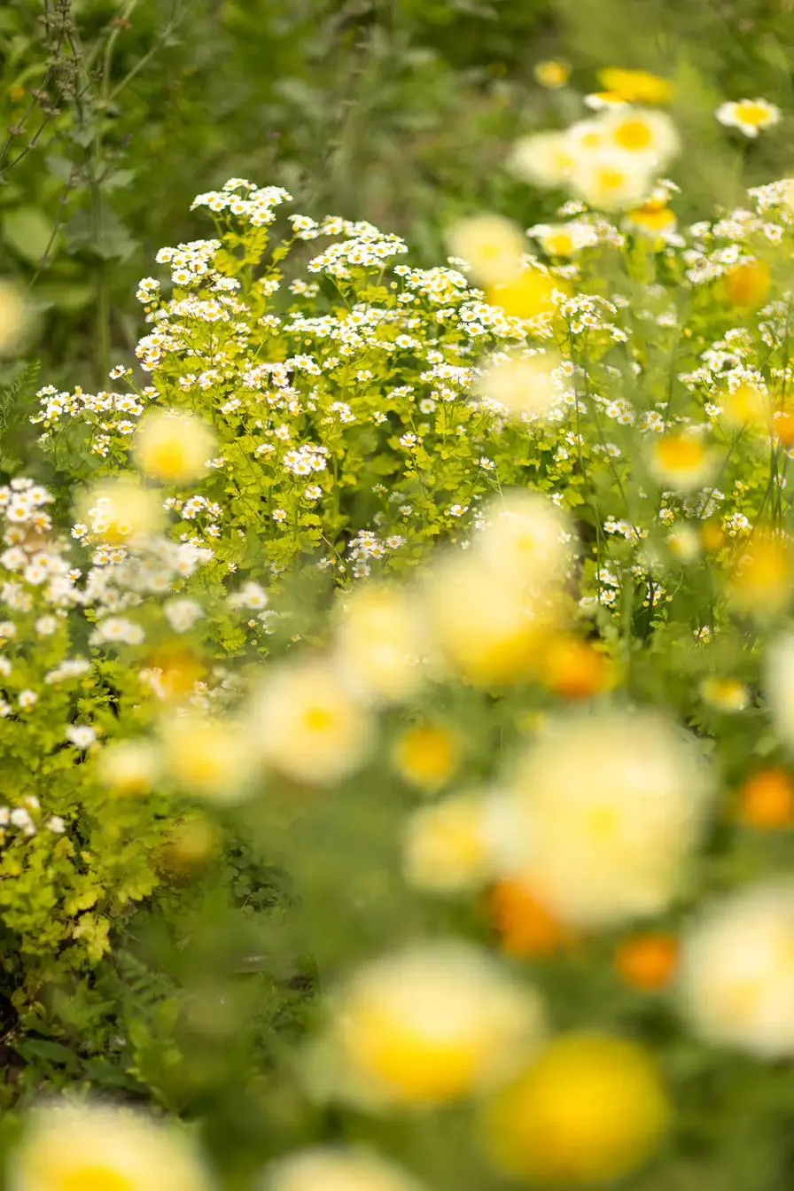 Villa Oiva garden in bloom
