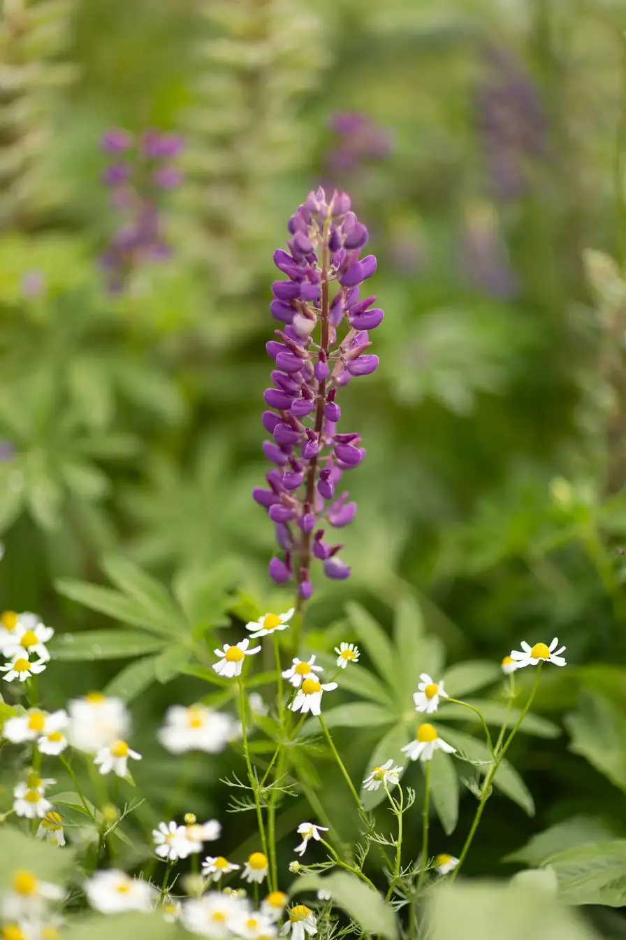 Blüten & Bestäuber