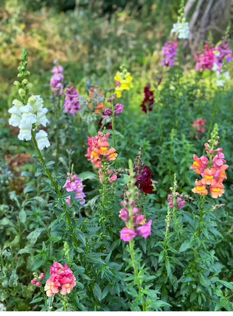 Wildblumenwiese