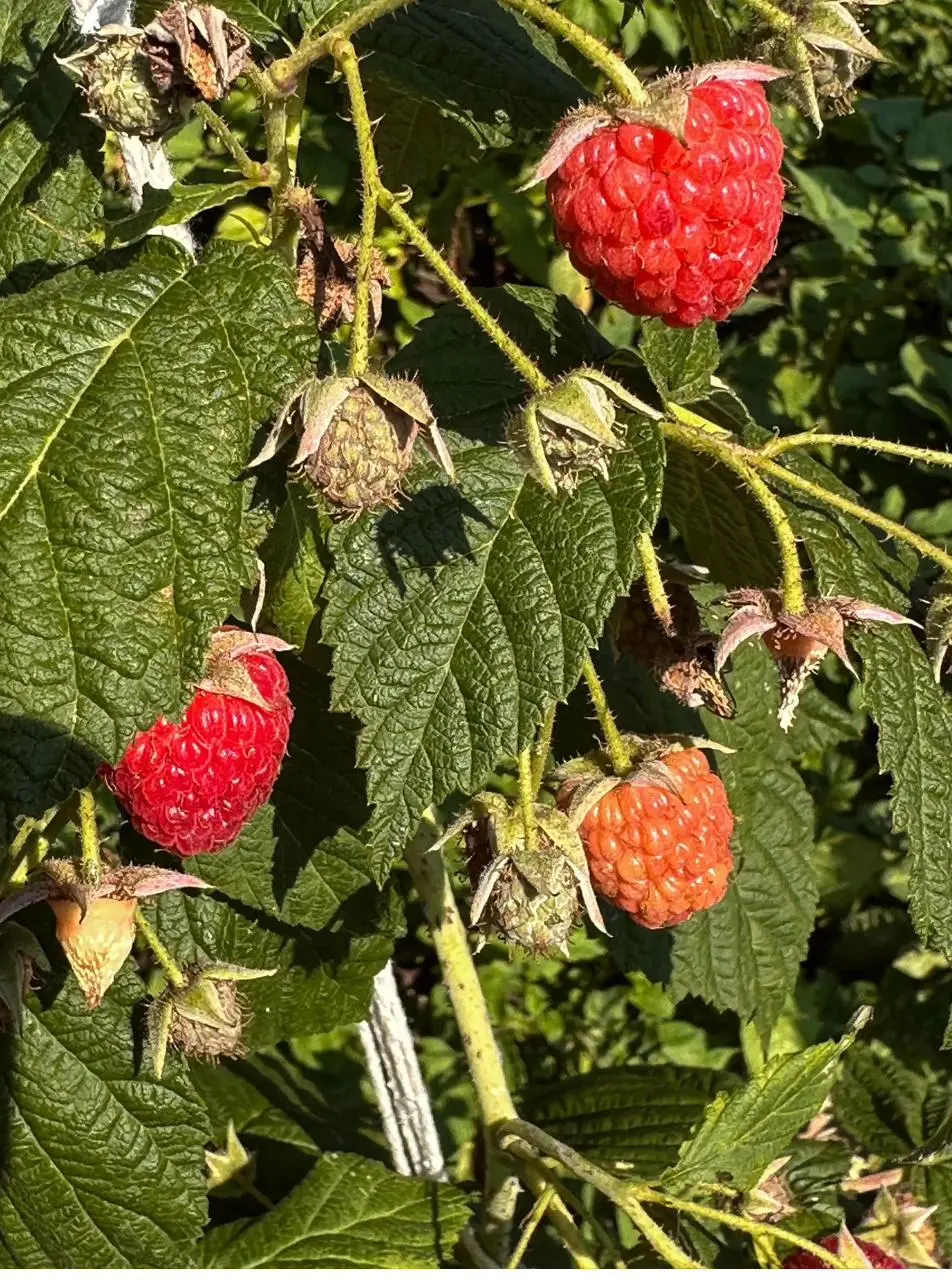 Himbeeren