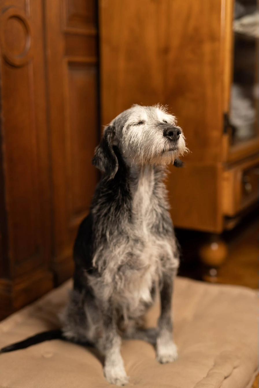 Clyde, the resident dog of Villa Oiva