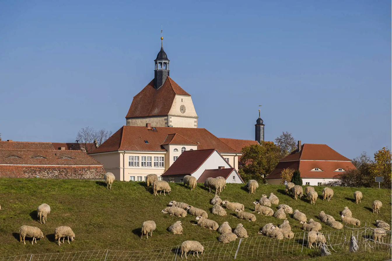 Village with sheep and church steeple