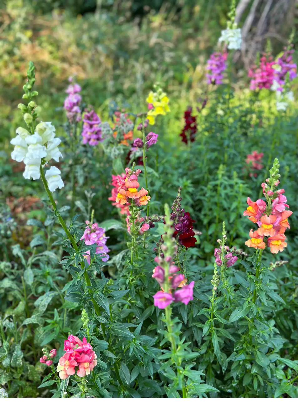 Wildflowers from the garden