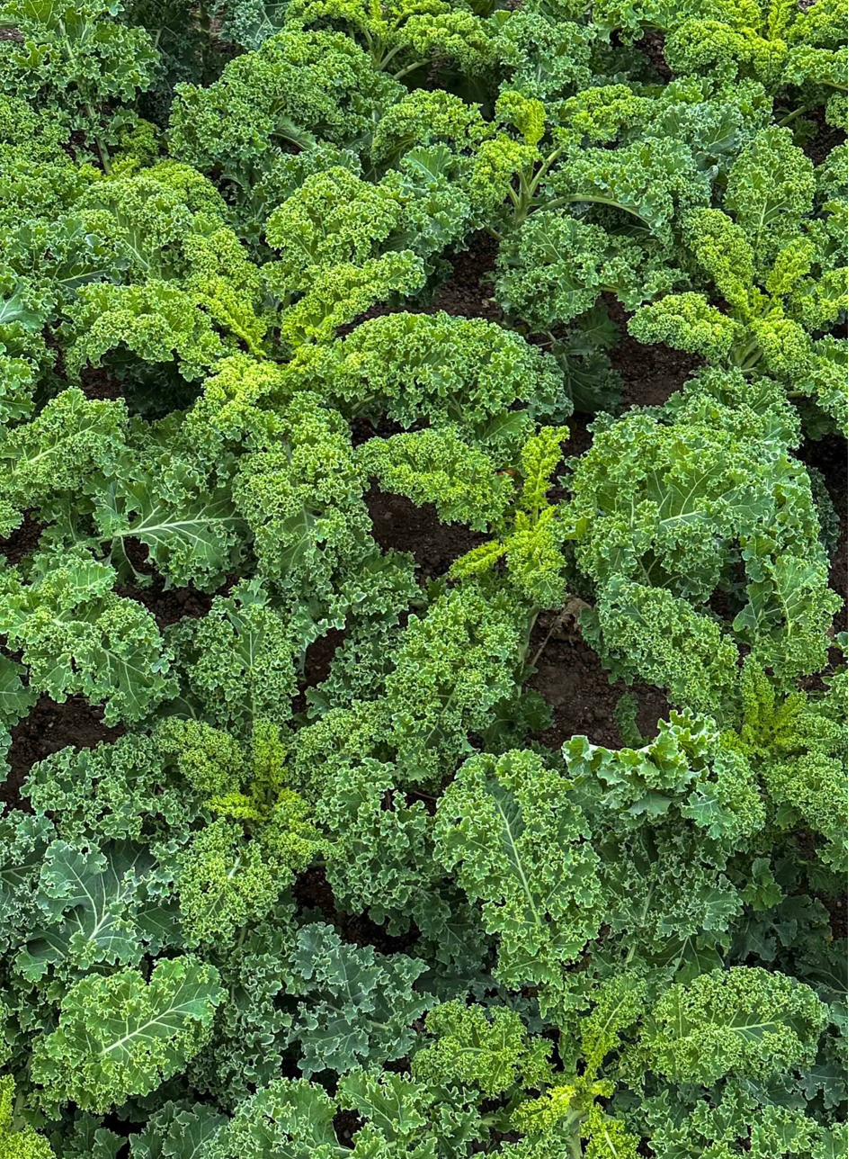 Vegetables from garden