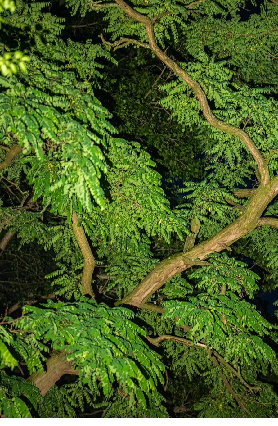 Night lights in the forest around Villa Oiva