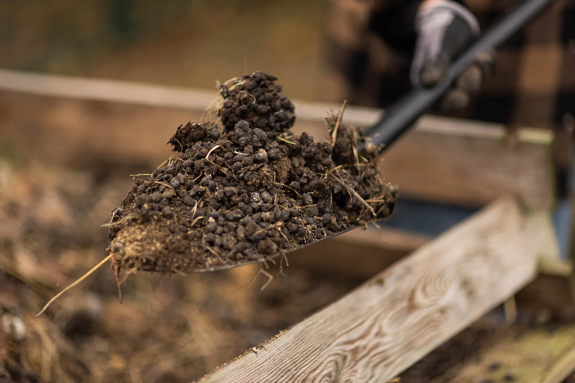 Eine Schaufel voller Alpakabohnen wird über die Kante eines Holzverschlags gehoben