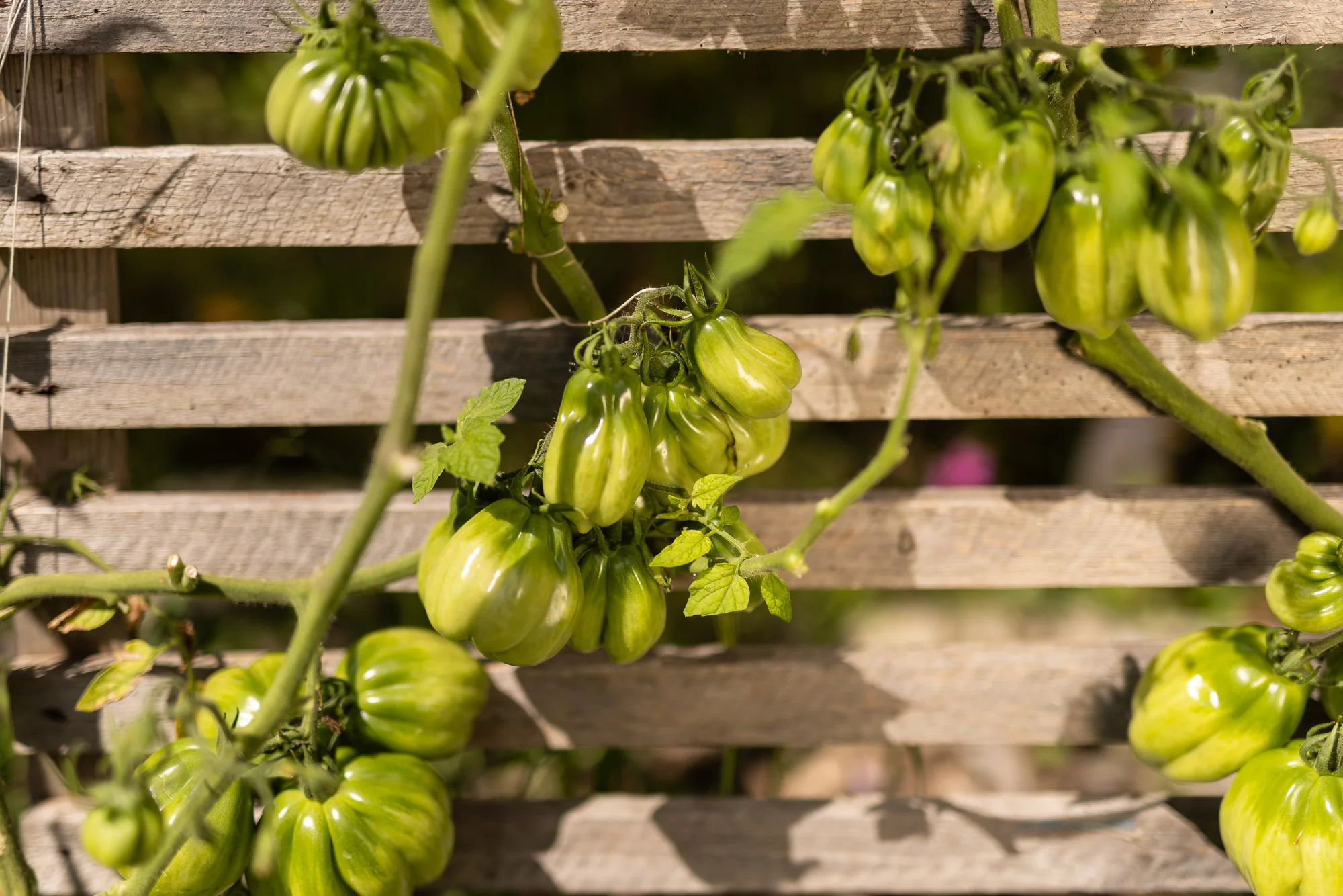 Grüne Ochsenherztomaten reifen an einem verwitterten Holzlattenzaun in der Sonne