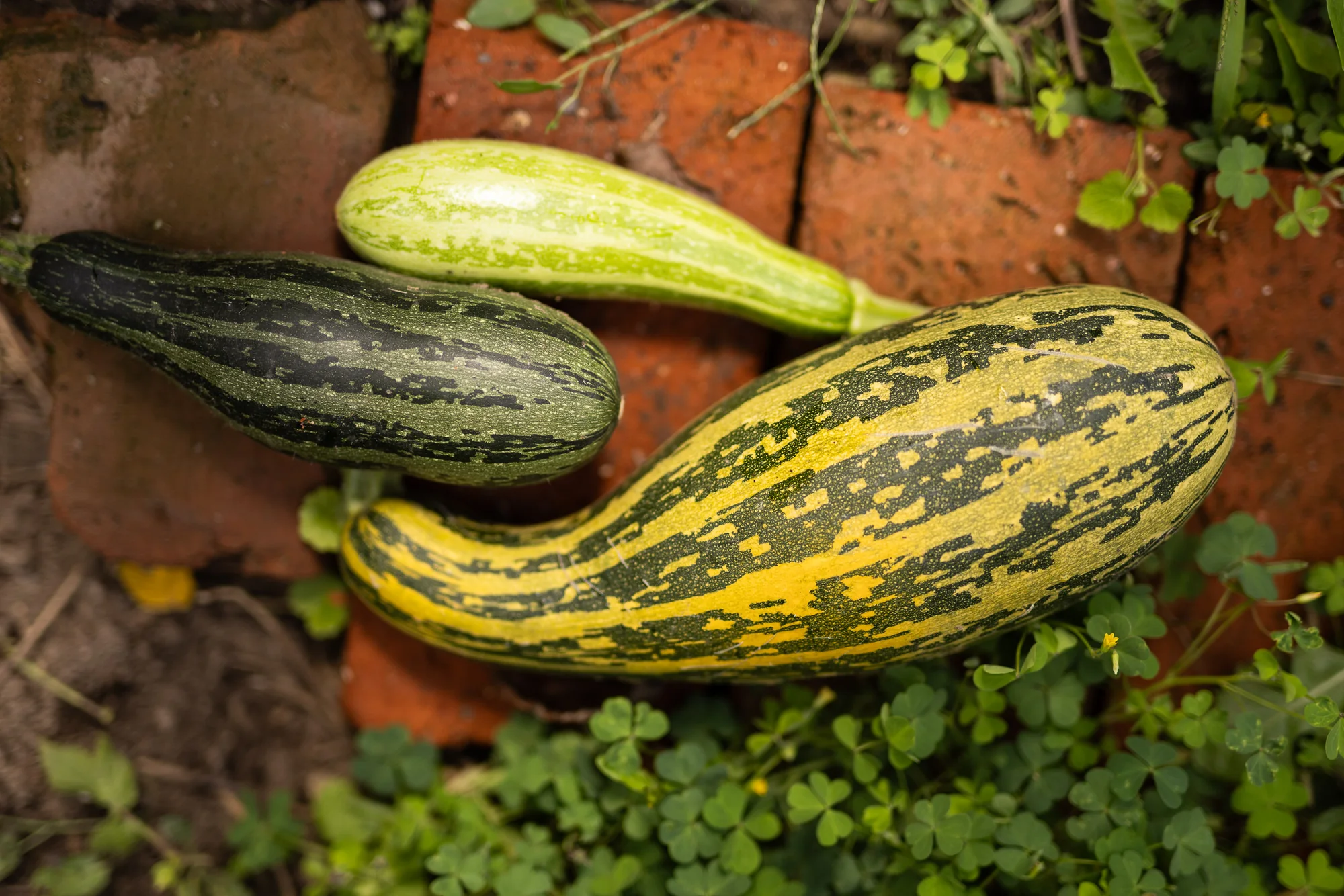 Zwei gestreifte Zucchini liegen an einer Ziegelkante zwischen Klee im Garten