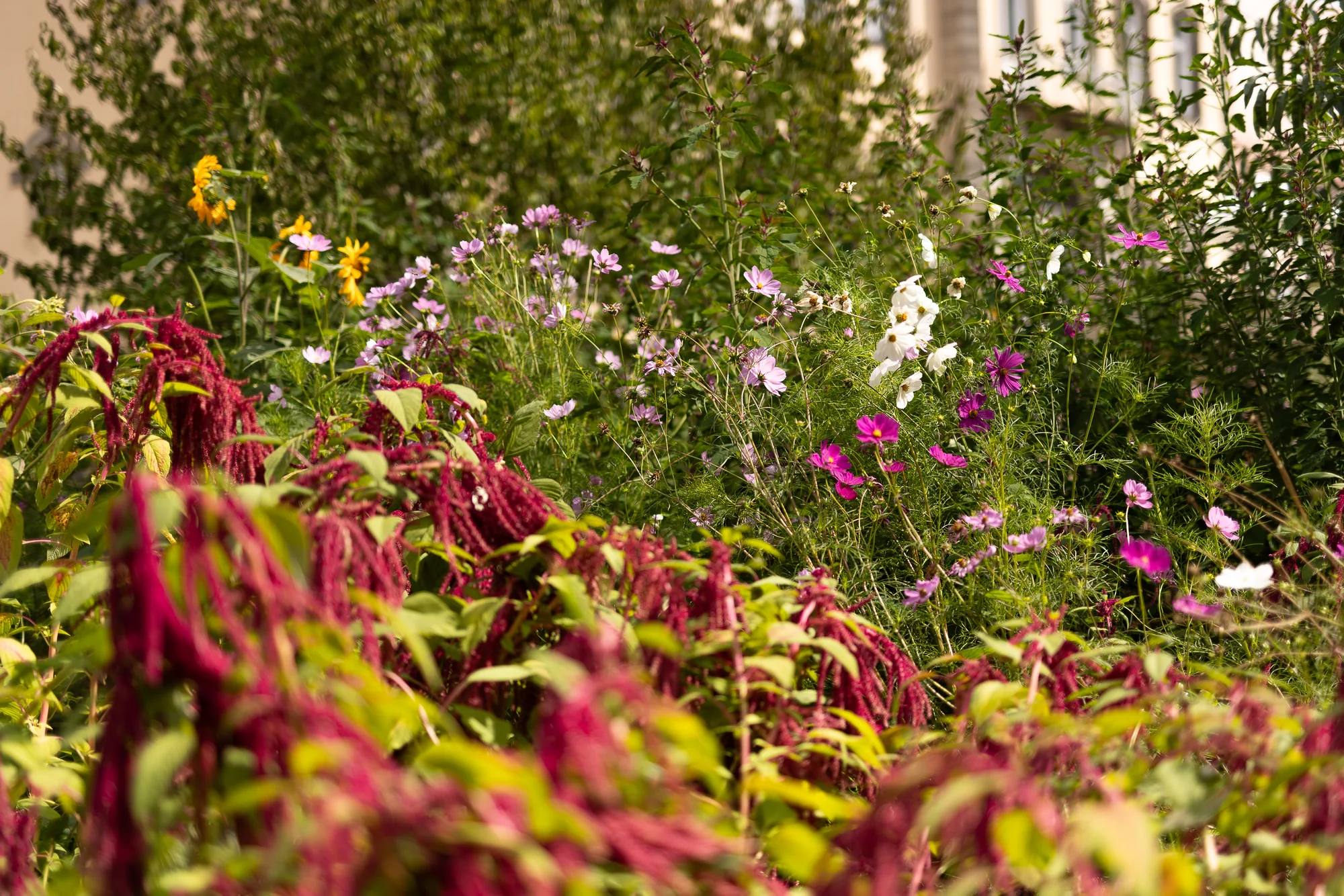Dichte Blumenrabatte mit rotem Amaranth, Cosmea und Malven vor dem Haus