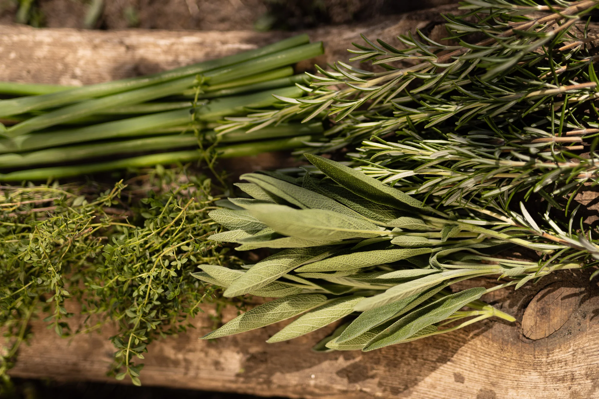 Frisch geschnittene Kräuter auf einem Holzbrett: Frühlingszwiebeln, Thymian, Salbei und Rosmarin
