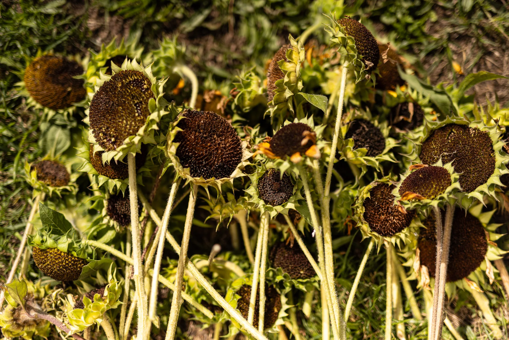 Abgeblühte Sonnenblumen mit gesenkten Köpfen und reifen Samenscheiben