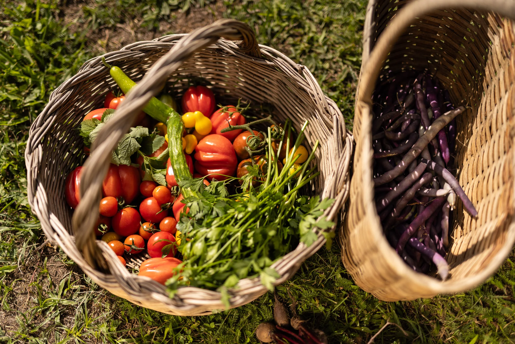 Zwei Weidenkörbe im Gras, einer mit bunten Tomaten und Kräutern, einer mit lila Stangenbohnen