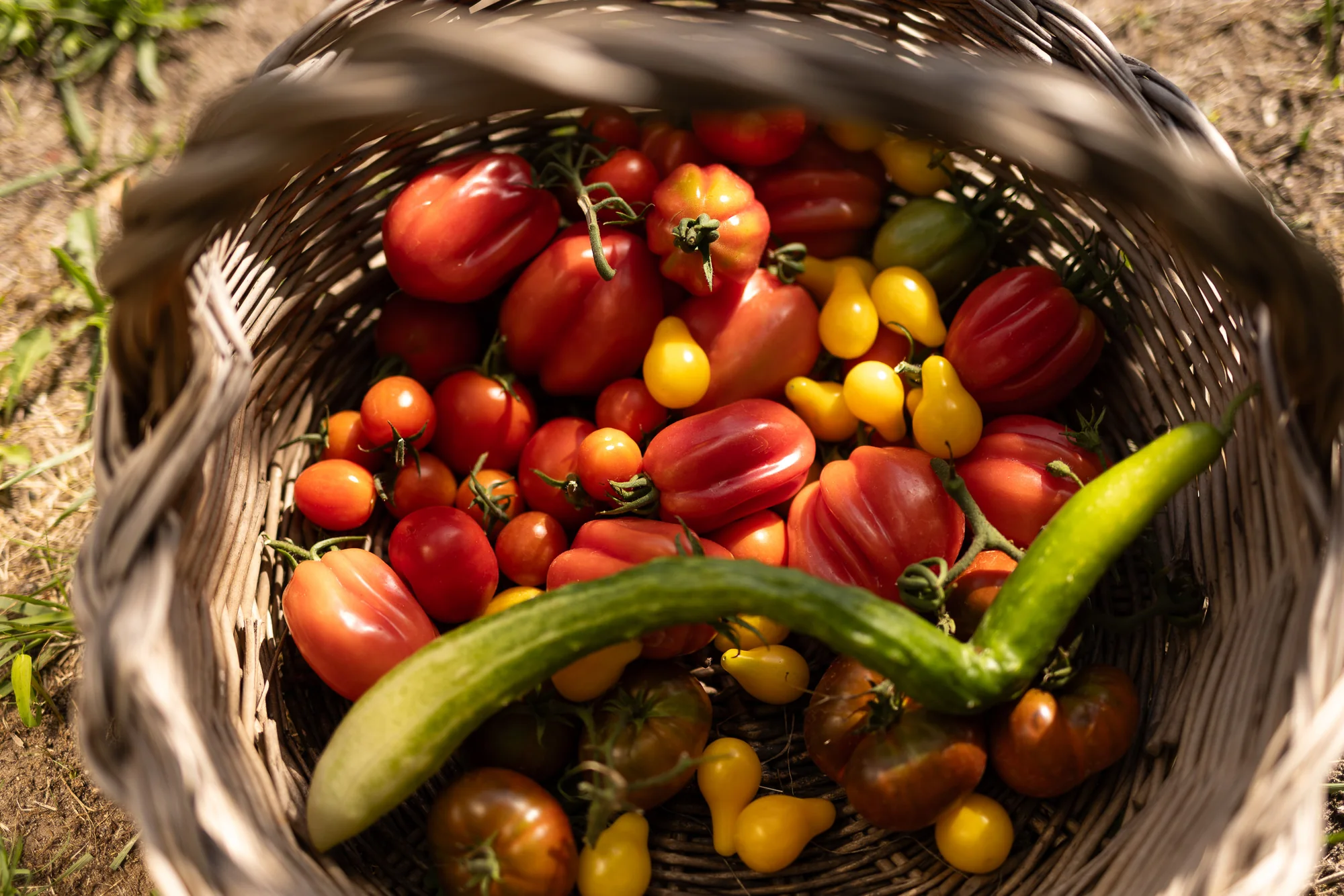 Weidenkorb mit roten und gelben Tomaten, einer Gurke und grünen Chilischoten