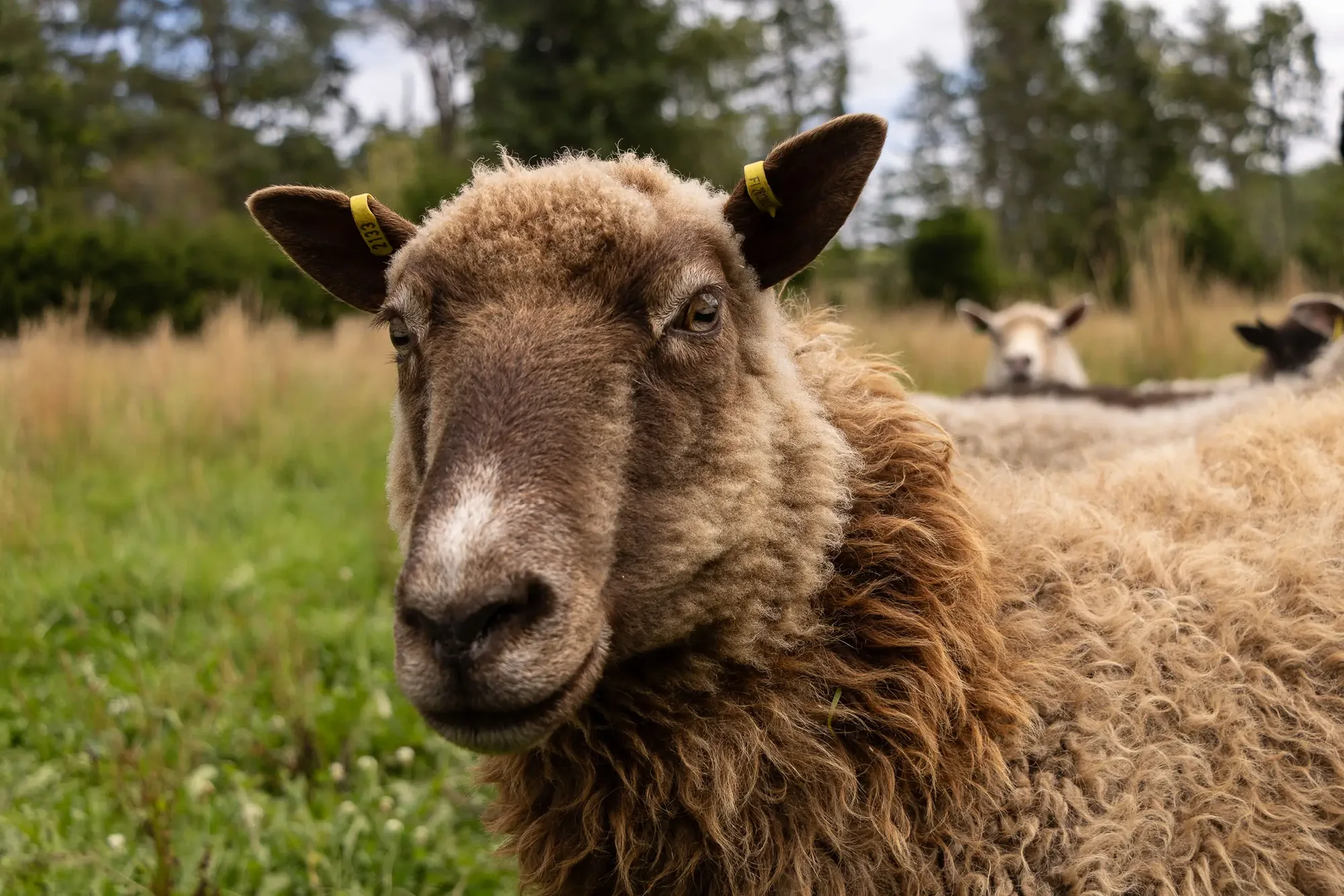 Nahaufnahme eines finnischen Landschafs mit dichtem lockigem Vlies
