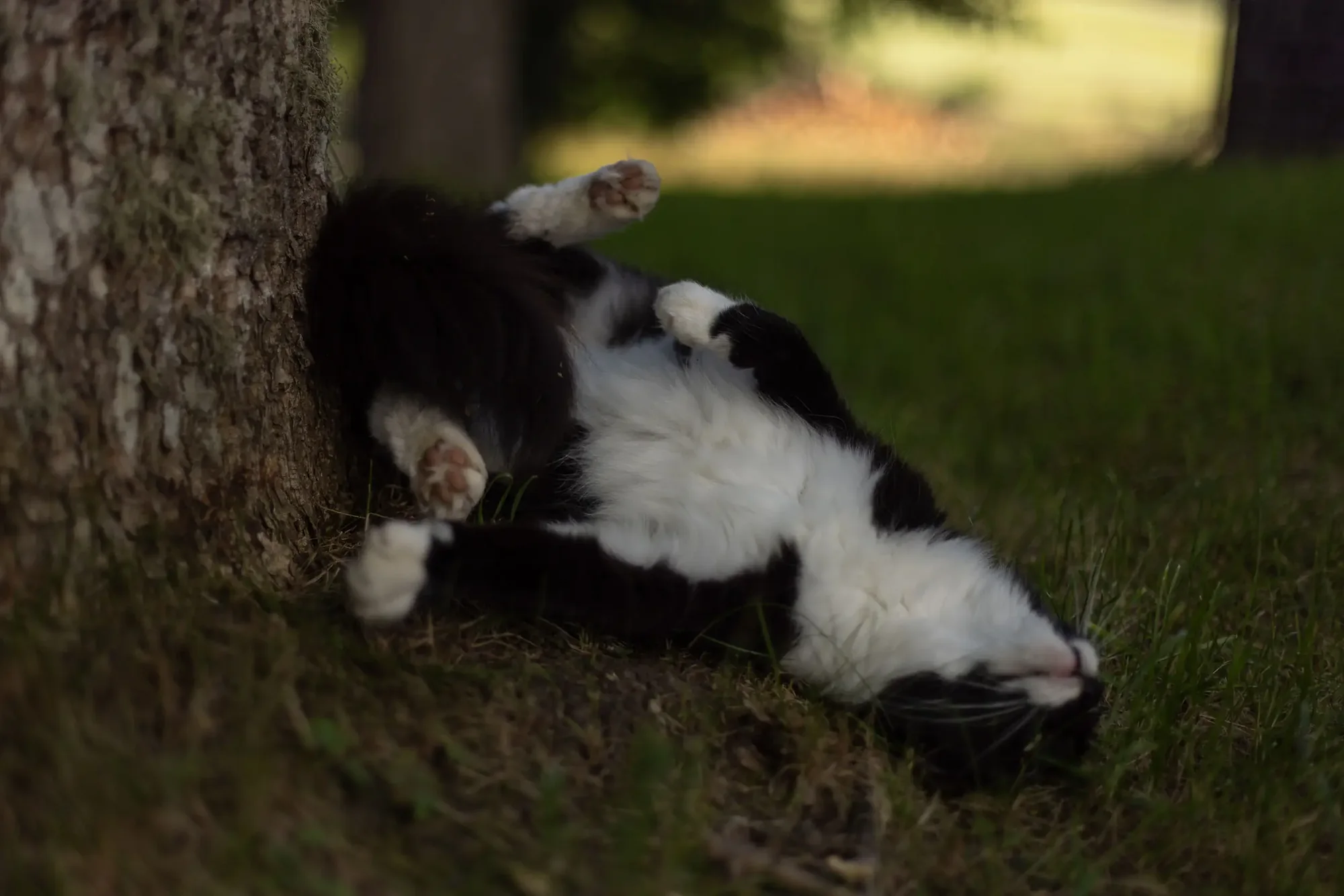 Schwarz-weiße Katze wälzt sich im Gras an einem Baumstamm