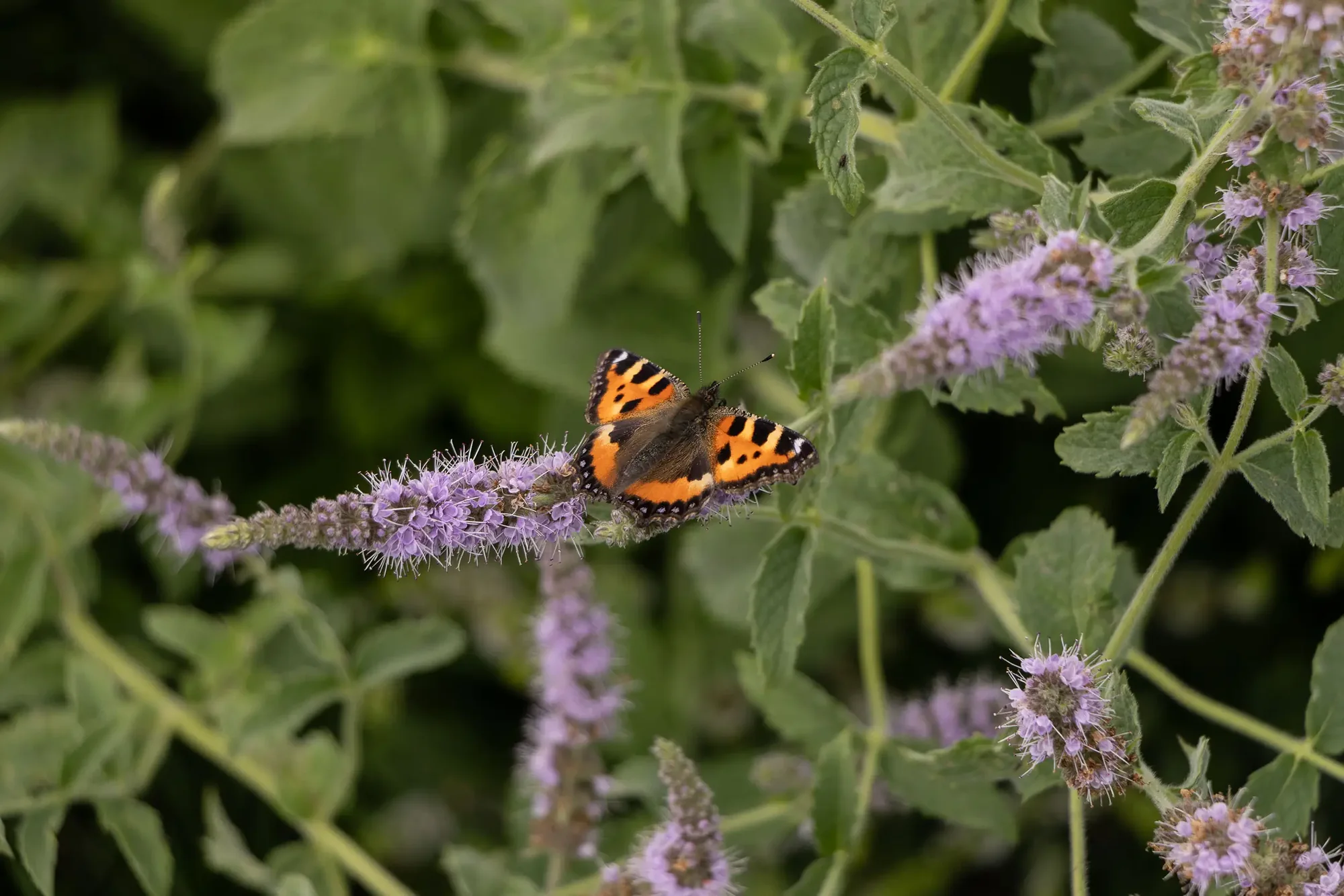 Kleiner Fuchs-Schmetterling auf blühender Minze