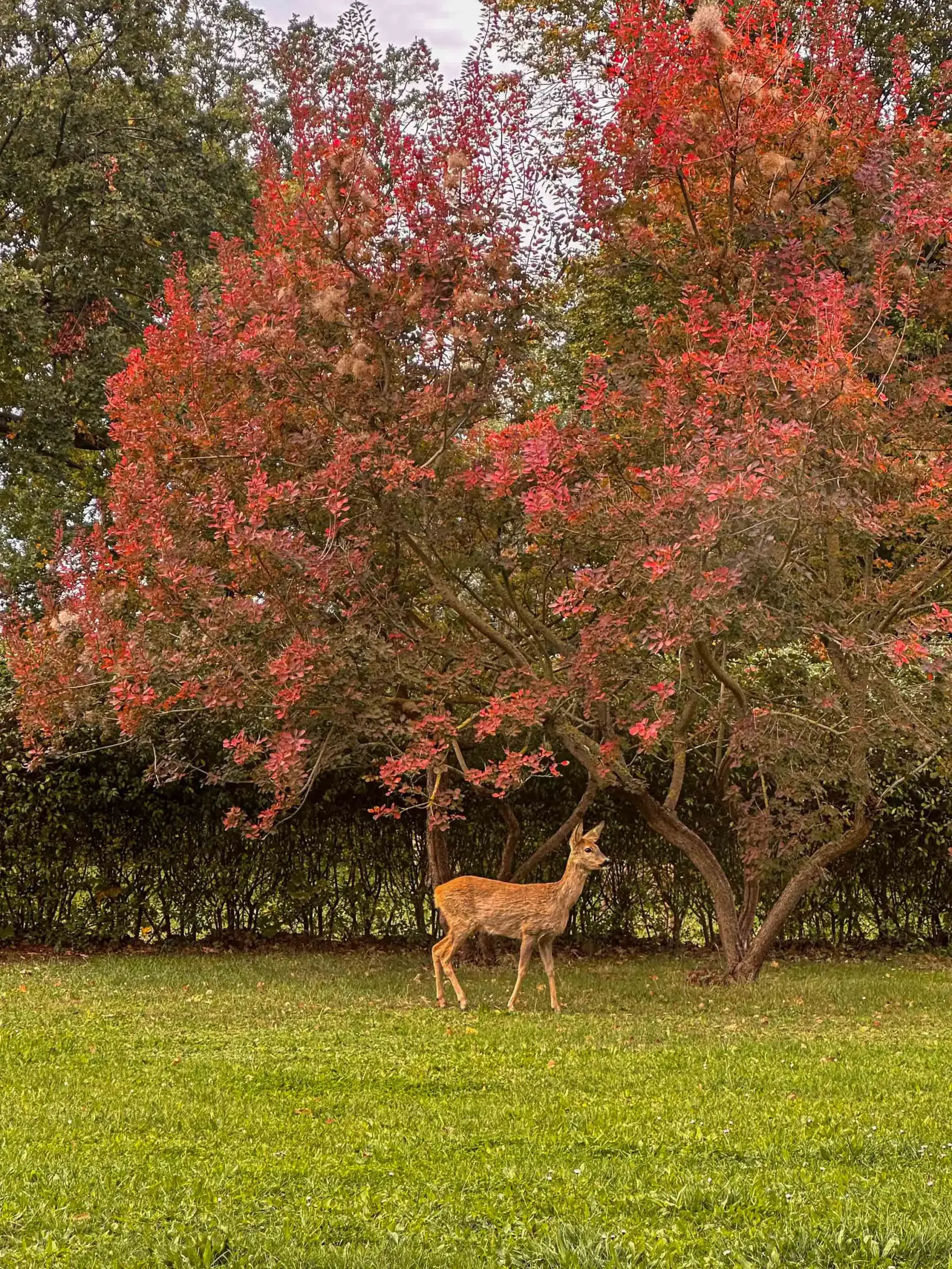 Villa_Oiva_Garten_tiere